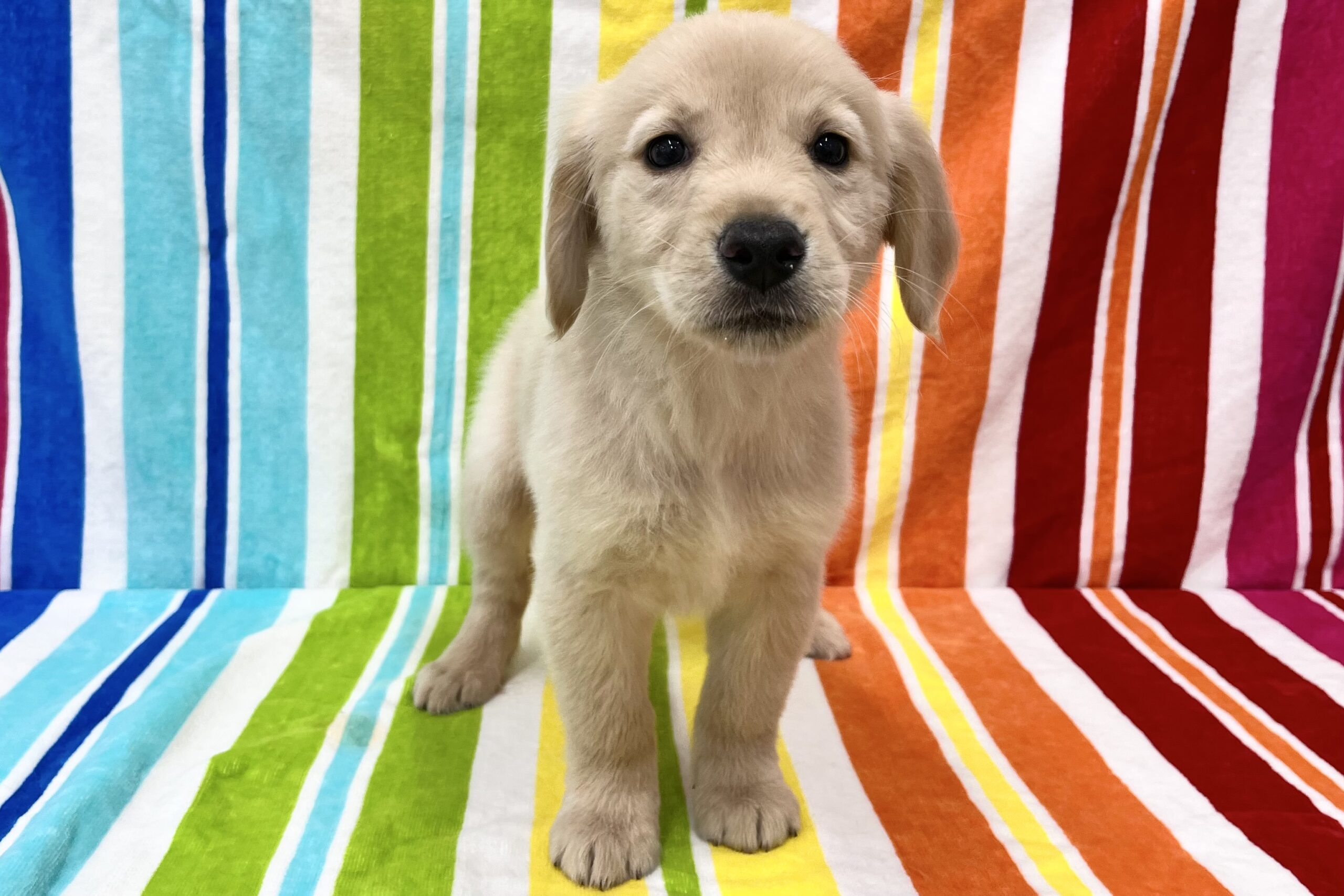 ゴールデンレトリーバー