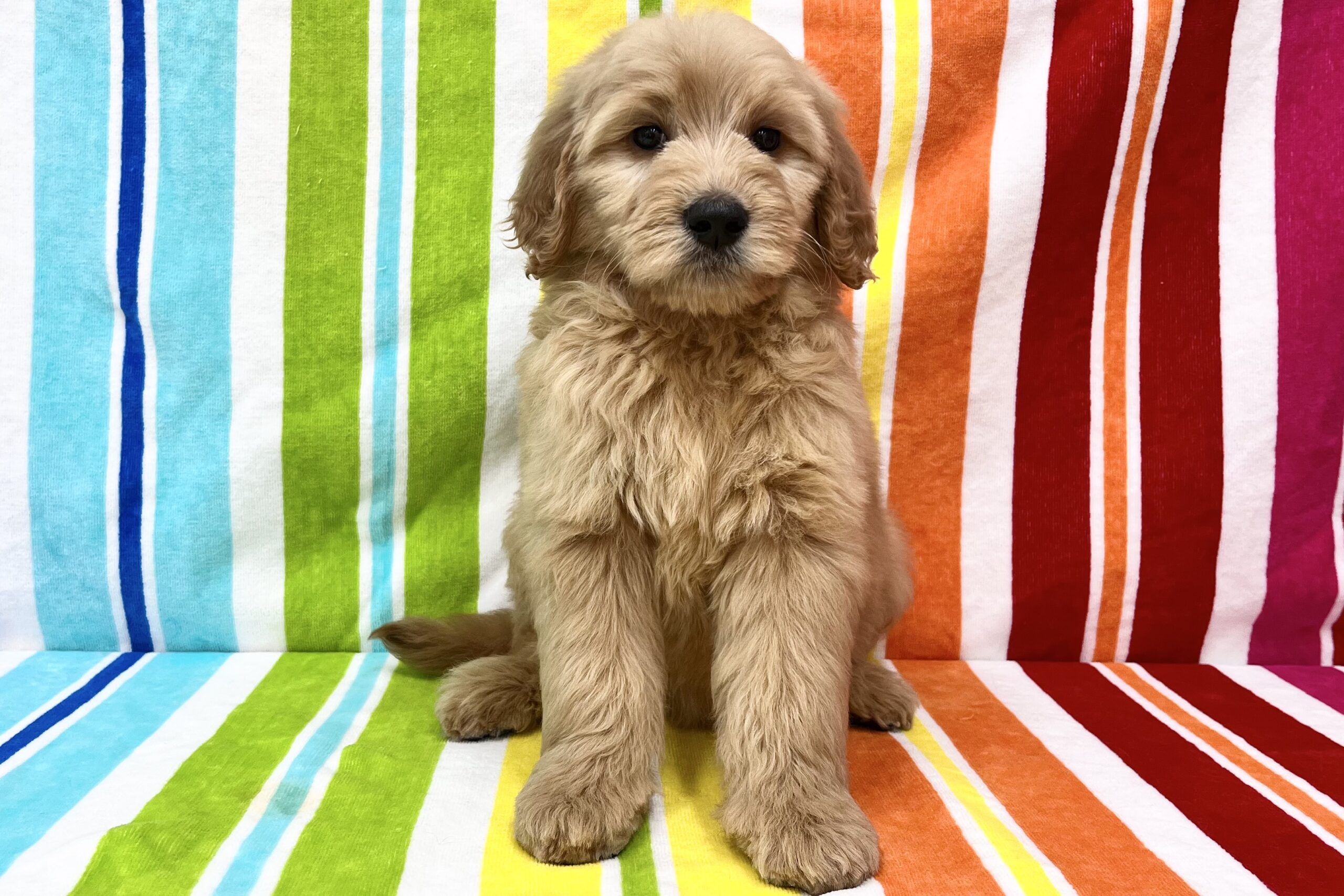 ゴールデンドゥードル