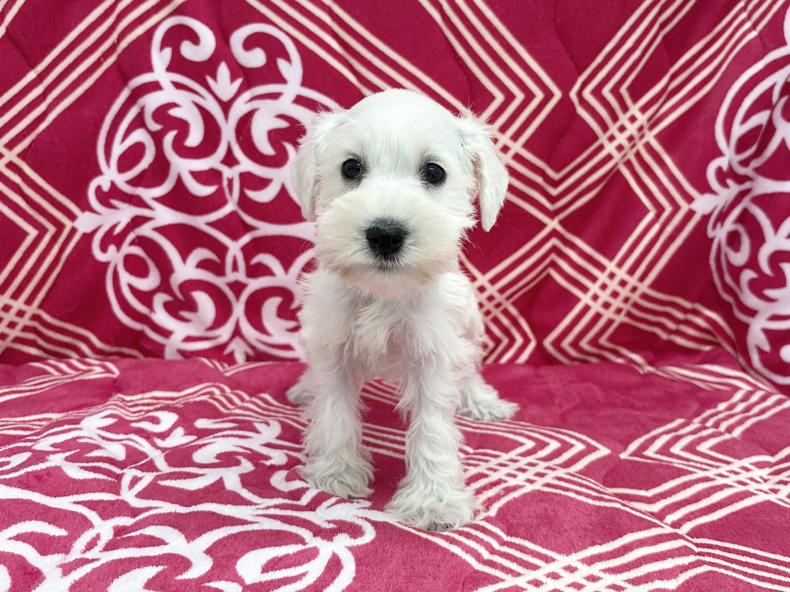 ミニチュアシュナウザー