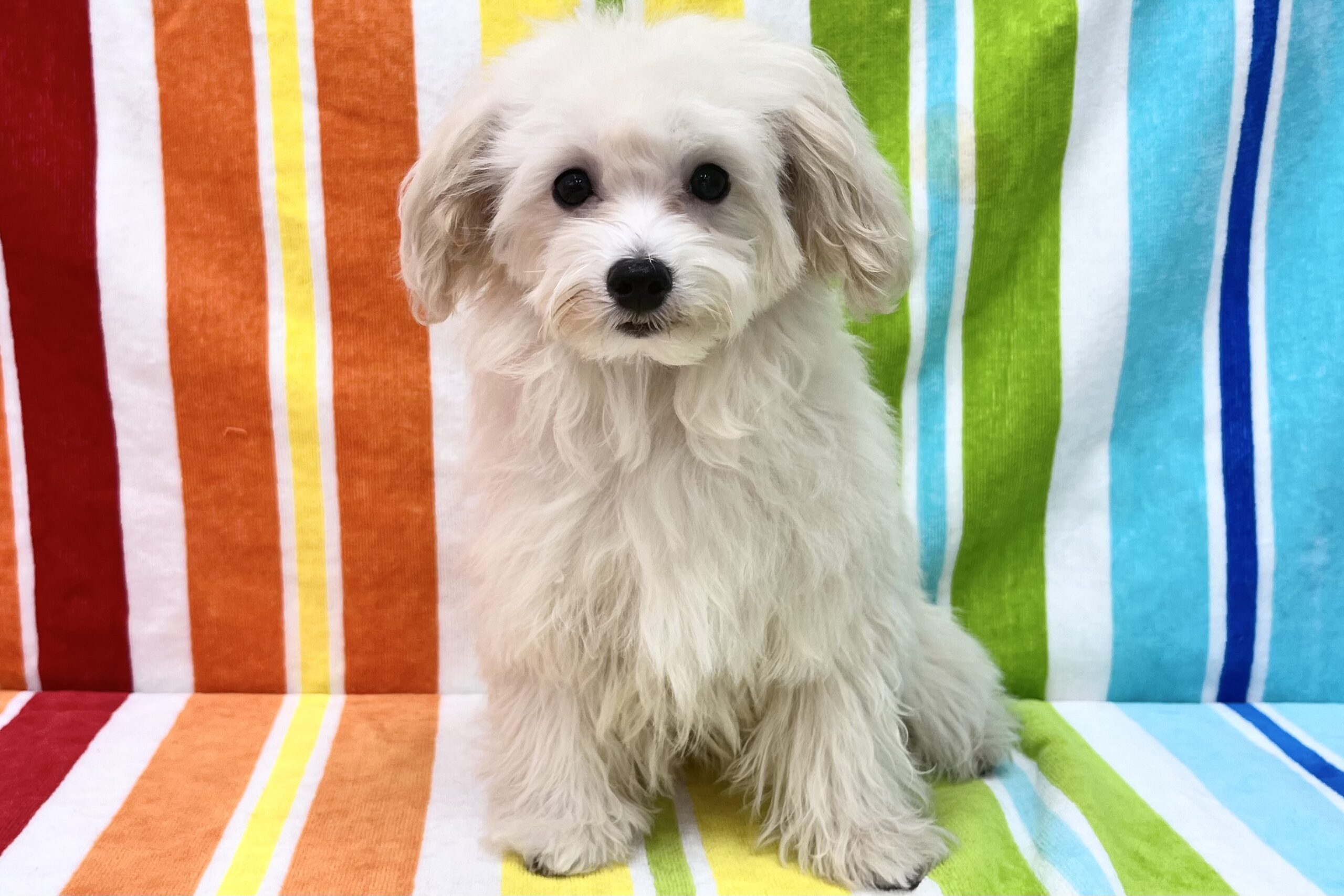 ハーフ