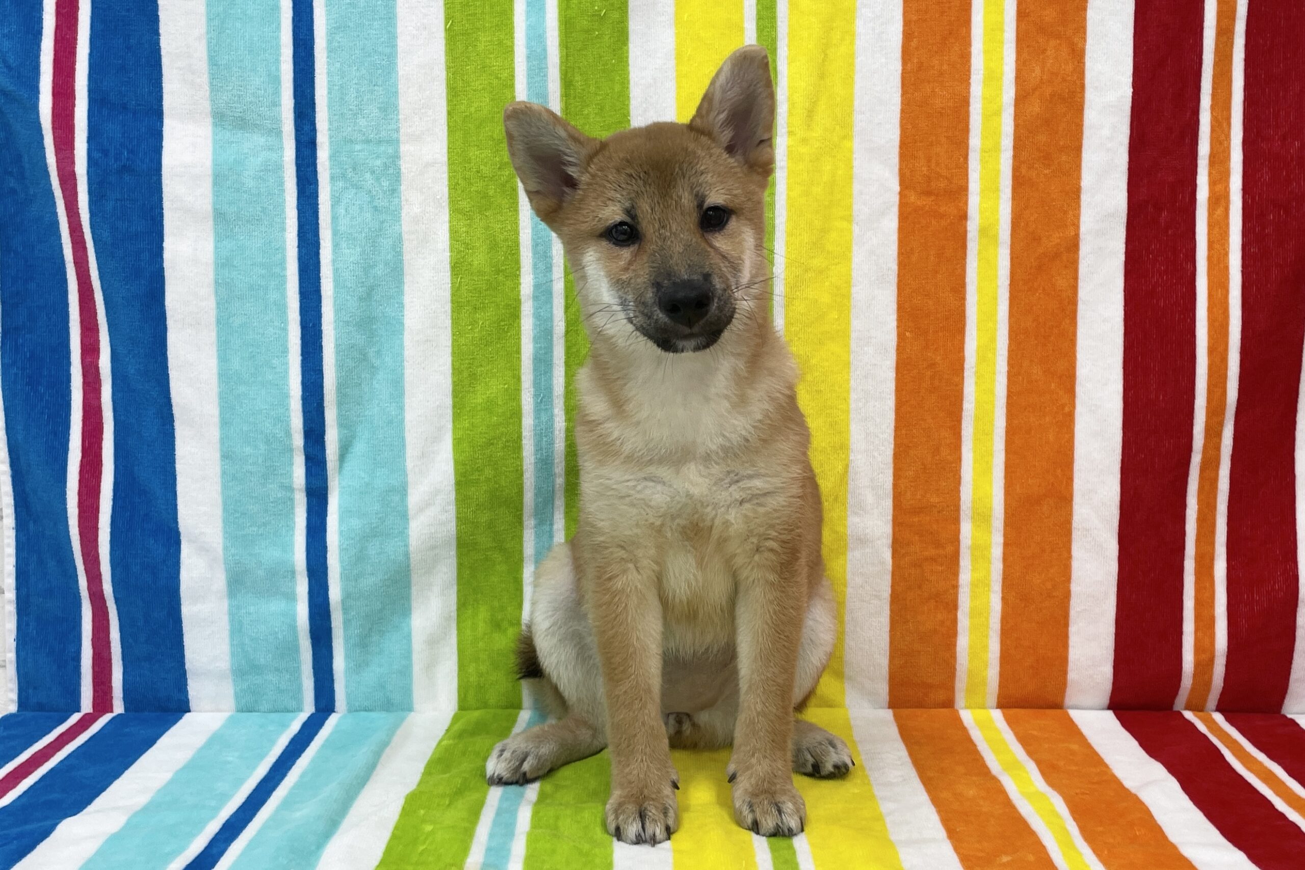 柴犬