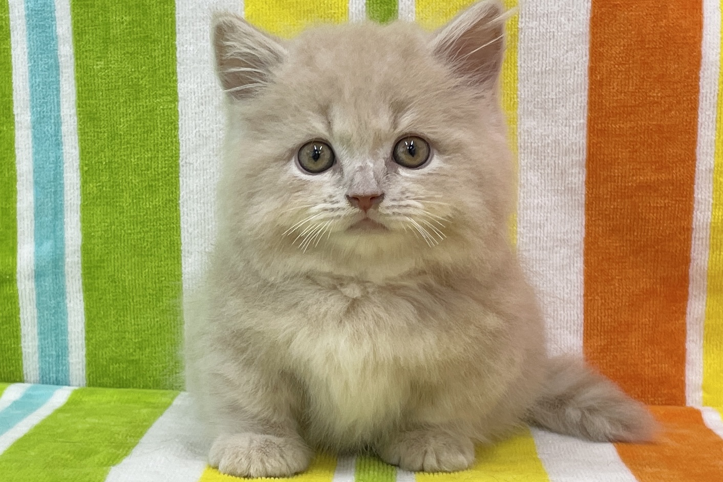 マンチカン